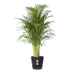 greenville round 47cm living black